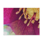 Hellebore Flower Close Up postcards