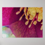 Hellebore Flower Close Up posters