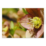 Hellebore Flower In Profile cards