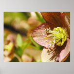 Hellebore Flower In Profile posters