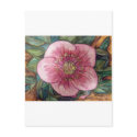 Hellebore VI postcards