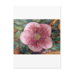 Hellebore VI postcards