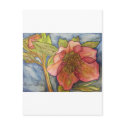 Hellebore VII postcards