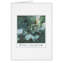 Hellebores-Card