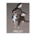 HELLO Chihuahua postcards