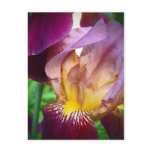 Hello Iris postcards
