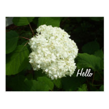 Hello-One Big Snowball Hydrangeas Flower Postcard