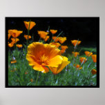 Hello Poppies Large Posters & Prints