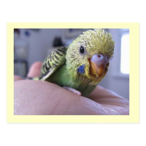 Hello Rufus Postcards