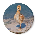 Hello World Magnet with Sandhill Crane Chick