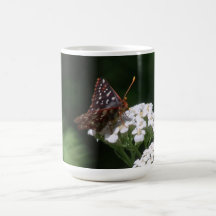 Hells Canyon Idaho Fauna Insects / Arachnids Mugs