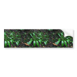 Helonias bullata (Swamp pink) bumper stickers