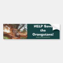 Help Save the ORANGUTANS Bumper Sticker Series