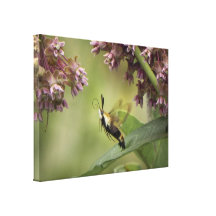 Hemaris Thysbe - Hummingbird Moth Stretched Canvas Print