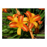 Hemerocallis fulva cards
