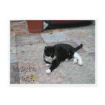Hemingway House Kitty Post Card