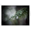 Hemlock Tears  cards