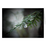 Hemlock Tears  cards