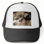 Hen And Baby Chicks Hat