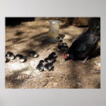 Hen And Baby Chicks Poster posters