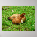 Hen and Chick Poster