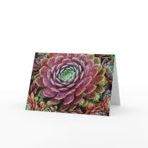 Hen And Chicks