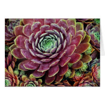Hen And Chicks Greeting Card