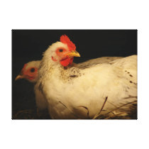 Hen and Rooster Stretched Canvas Print