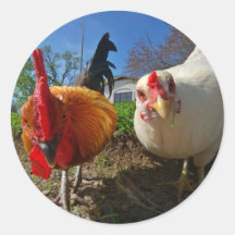 hen and rooster round stickers