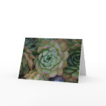 Hen & Chicks Cards