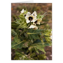 Henbane plant cards
