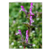 Henbit Flower card