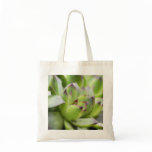 Hens And Chicks - Sempervivum Bag