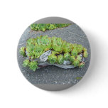 Hens & Chicks in Training (shoe) ~ button