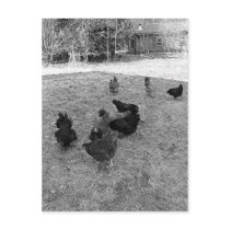 Hens in the Barn Yard Postcards