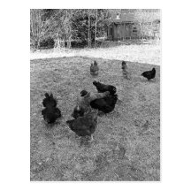 Hens in the Barn Yard Postcards