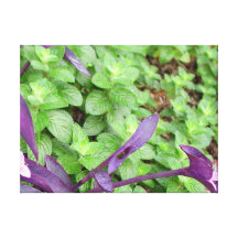 Herb collection mint photograph art stretched canvas prints