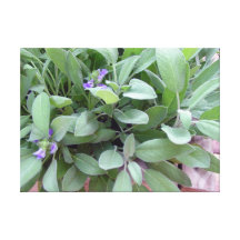 Herb collection Sage photograph art Gallery Wrap Canvas