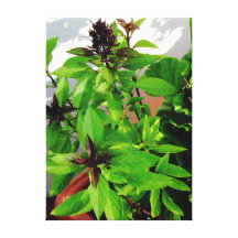 Herb collection Thai Basil photograph art Canvas Prints