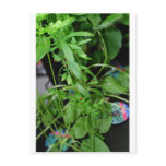 Herbs Post Card