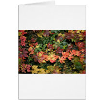Herbst Laub Grußkarten