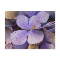 Herbst - Postkarte (Hortensia)
