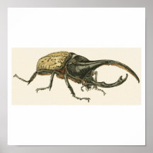 Hercules Beetle Print