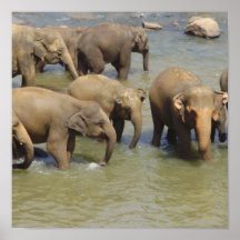 Herd of Elephants Poster