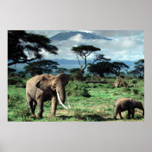 Herd of Elephants poster