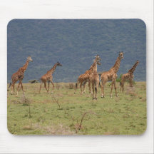 Herd of Giraffes Mousepads