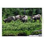 Herd of Rams Greeting Cards