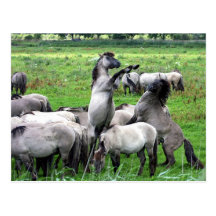 herd of wild konik horses postcard