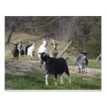 Herding Home Photographic Print