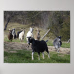 Herding Home poster
